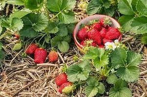 Natural Strawberry Plant-thumb1