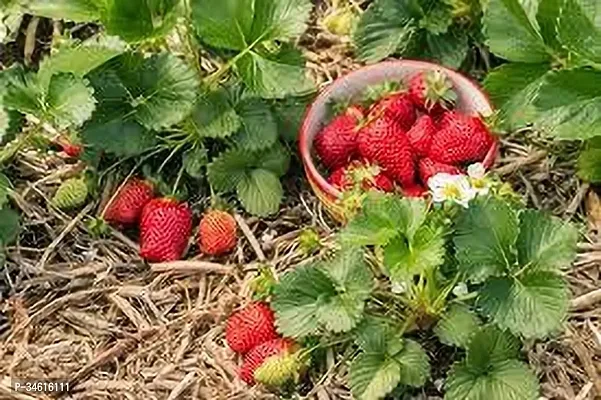 Natural Strawberry Plant-thumb2