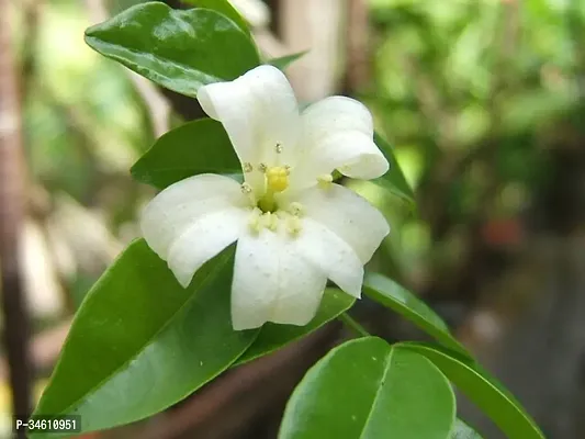 Natural Murraya Paniculata Plant