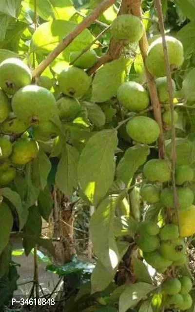 Natural Guava Plant-thumb0