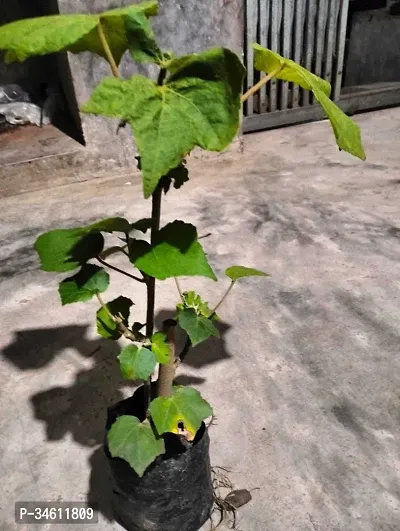 Natural Lotus Plant-thumb3