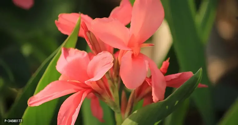 Natural Canna Lily Plant-thumb2