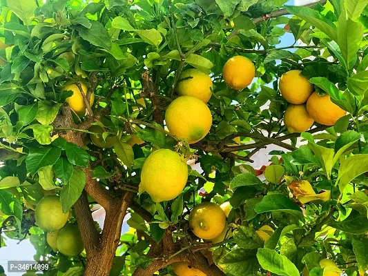 Natural Lemon Plant