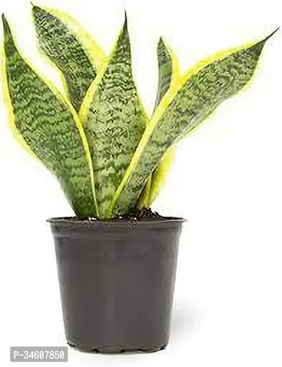 Natural Snake Plant-thumb2