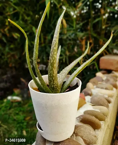 Natural Aloe Vera Plant-thumb0