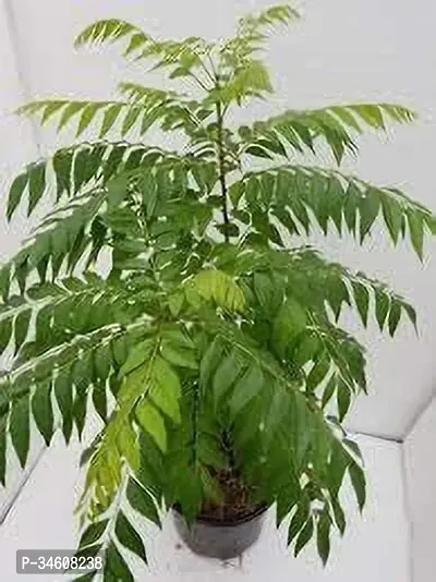 Natural Curry Leaf Plant-thumb2