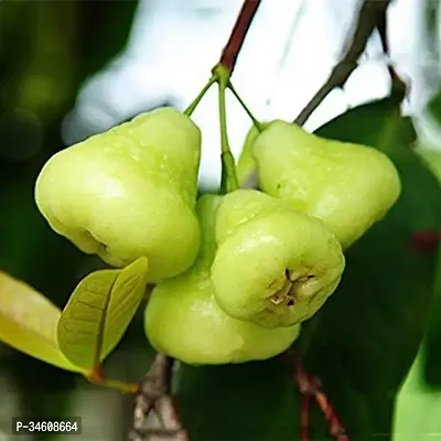 Natural Jamun Plant-thumb0