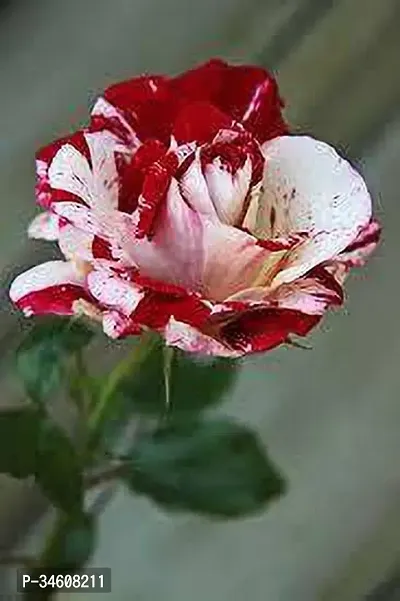 Natural Rose Plant-thumb0