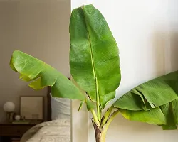 Natural Banana Plant-thumb1