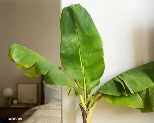 Natural Banana Plant-thumb2