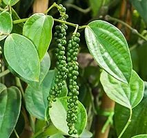 Natural Black Pepper Plant-thumb1