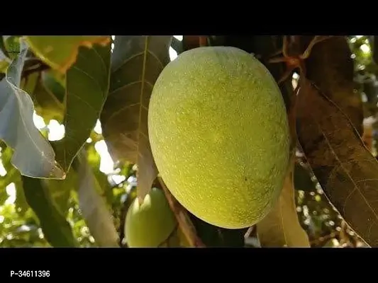 Natural Mango Plant-thumb0