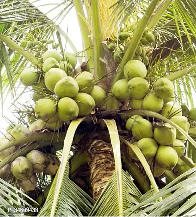 Natural Coconut Plant-thumb0