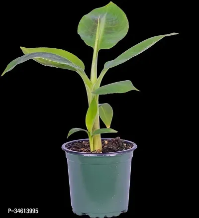 Natural Banana Plant-thumb0