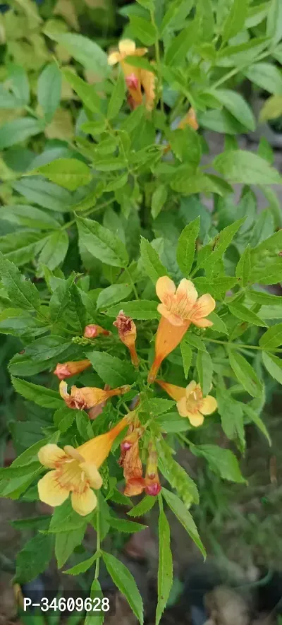 Natural Tecoma Plant-thumb3