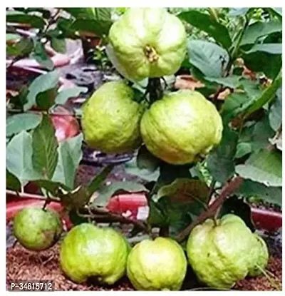 Natural Guava Plant-thumb0