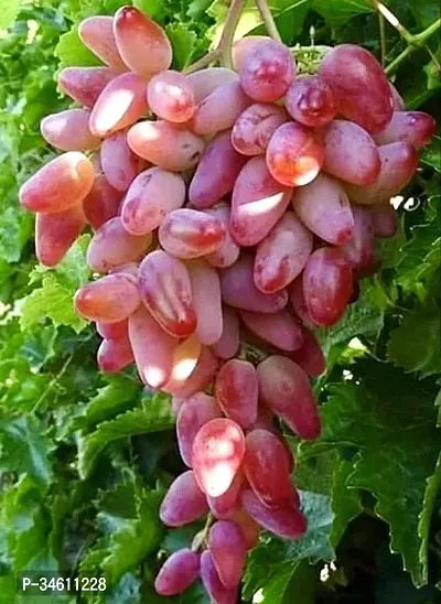 Natural Grapes Plant-thumb0