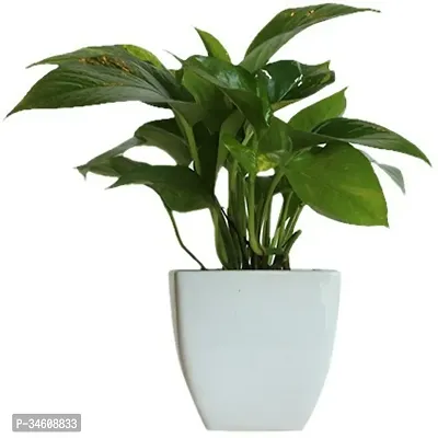 Natural Money Plant-thumb0