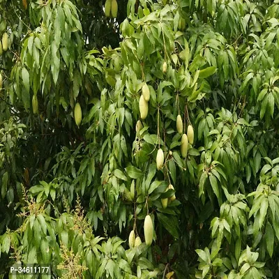 Natural Mango Plant-thumb0