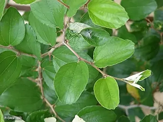 Natural Ber Apple Plant-thumb0