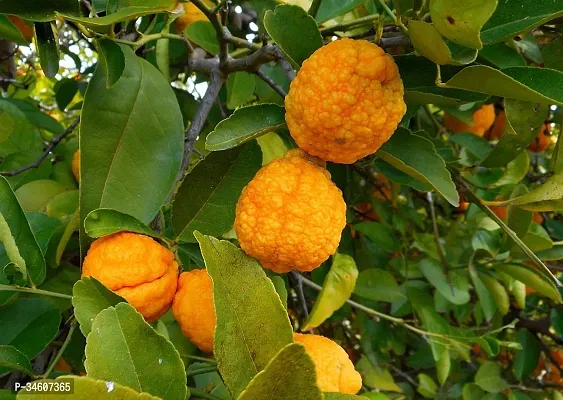 Natural Lemon Plant-thumb0