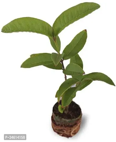 Natural Guava Plant-thumb0