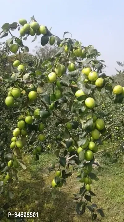 Natural Ber Apple Plant-thumb0