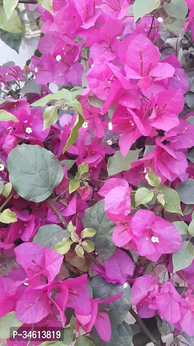 Natural Bougainvillea Plant-thumb3