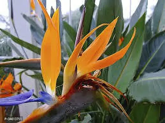 Natural Bird Of Paradise Plant-thumb0