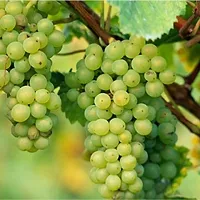 Natural Grapes Plant-thumb1