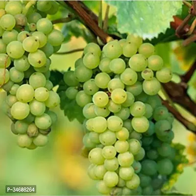 Natural Grapes Plant-thumb2