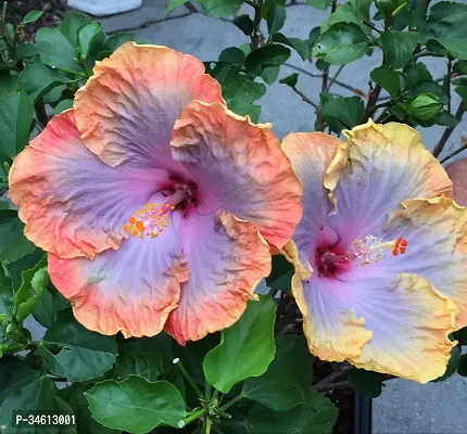 Natural Hibiscus Gudhal Flower Plant-thumb0