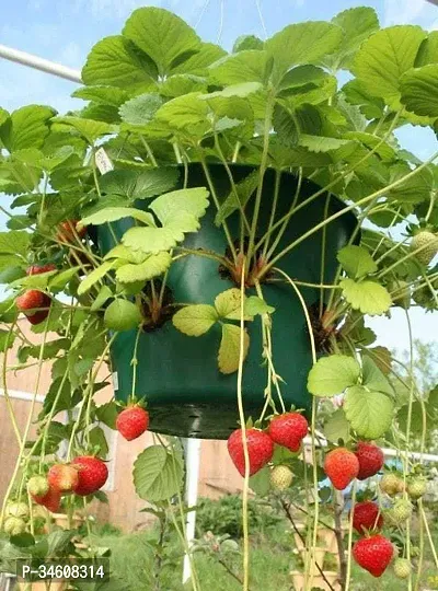 Natural Strawberry Plant-thumb0