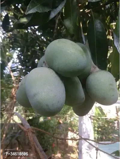 Natural Mango Plant-thumb0