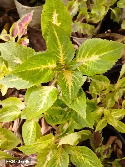 Natural Coleus Plant-thumb0