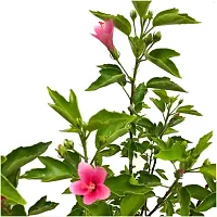 Natural Hibiscus Plant-thumb2