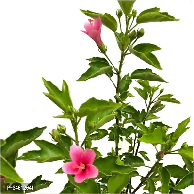 Natural Hibiscus Plant-thumb3