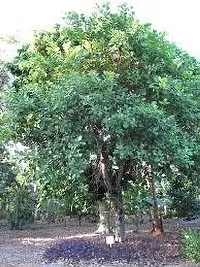 Natural Cashew Plant-thumb2