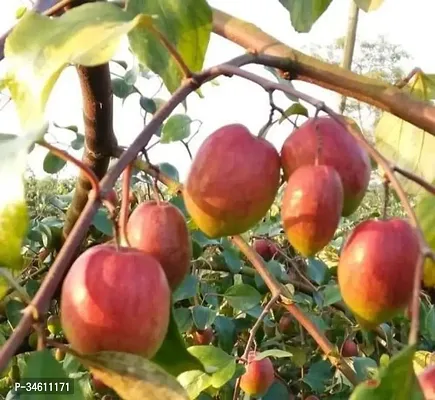 Natural Ber Apple Plant-thumb0