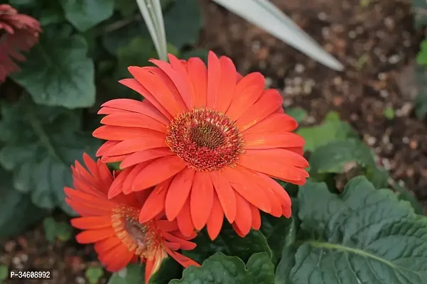 Natural Gerbera Plant-thumb0