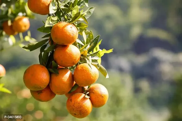 Natural Orange Plant-thumb3