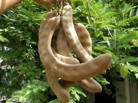 Natural Tamarind Plant-thumb0