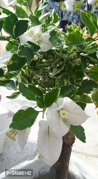 Natural Bougainvillea Plant-thumb0