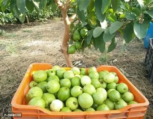 Natural Guava Plant-thumb0