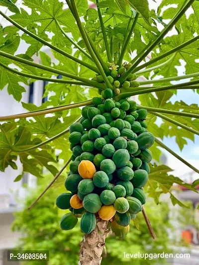 Natural Papaya Plant-thumb2