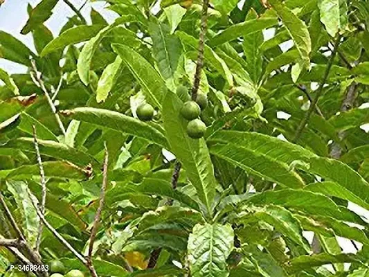 Natural Rudraksha Plant-thumb0