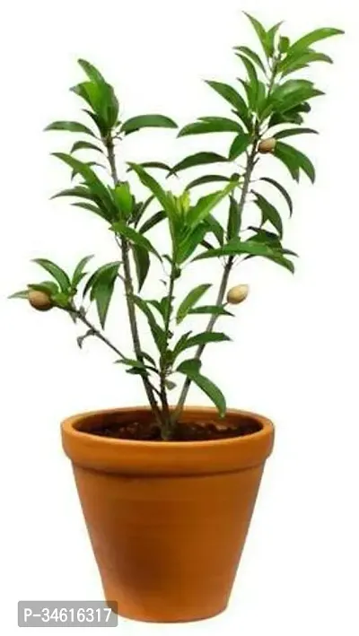 Natural Chiku Plant-thumb0