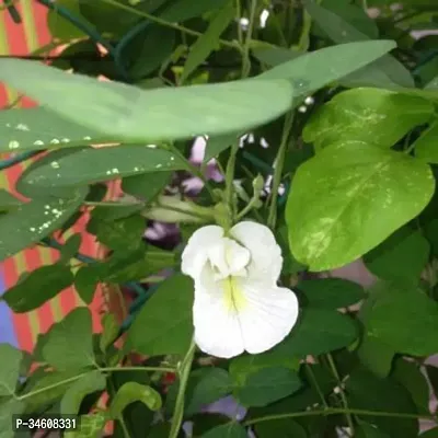 Natural Aparajita Butterfly Pea Plant-thumb0