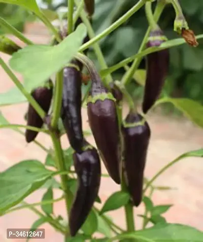 Natural Mirchchilli Plant-thumb0