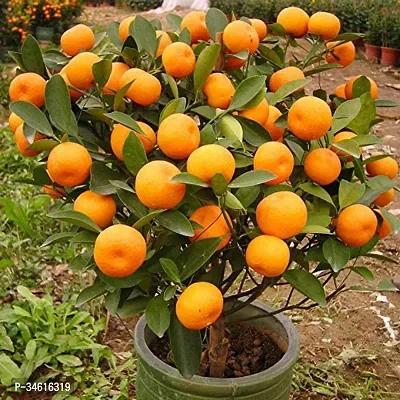 Natural Orange Plant-thumb0